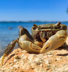 crab on the beach