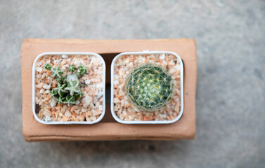 Cactus in pot on grey tiled floor