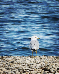 seagull on the beach