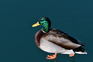 Male Mallard Duck walking across frozen lake