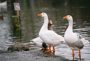 geese on the water