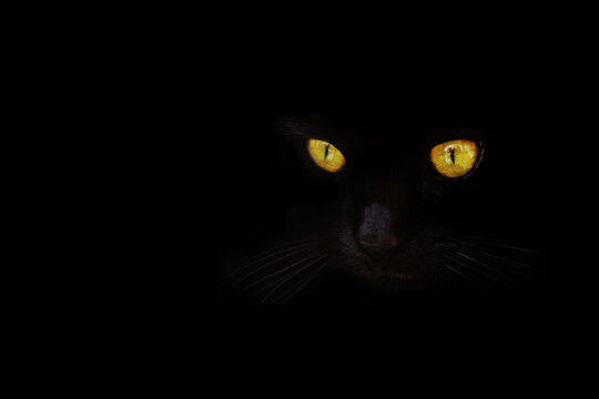 Yellow eyes of cat on dark background