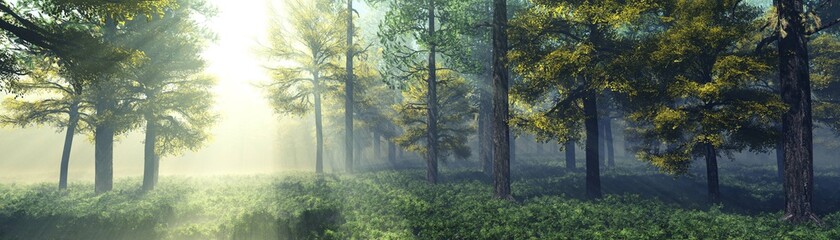 Fototapeta premium Beautiful park in the rays of the sun in the morning in the fog, forest in the haze, sunlight among the trees, trees in the sunlight