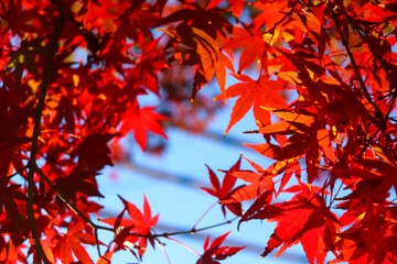紅葉 美しい 綺麗 モミジ 鮮やか 日本庭園 可憐 落ち着いた 光