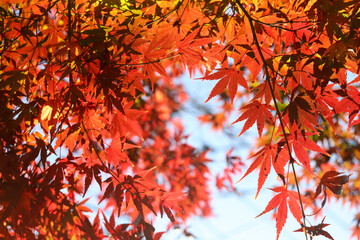 紅葉 モミジ 赤い 日本庭園 青空 鮮やか オレンジ 赤い 美しい 優美 もみじ