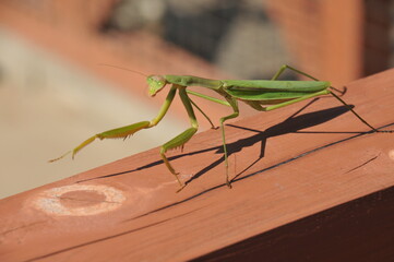 材木の上を歩くカマキリ