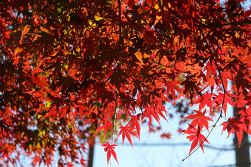 紅葉 モミジ 赤い 和風 落ち着いた 赤い もみじ 美しい 可憐 