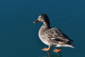 Female Mallard Duck walking across frozen lake