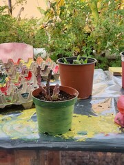 pots in a garden