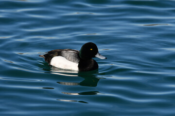 Greater Scaup Duck on lake