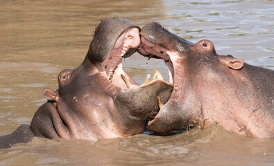 hippopotamus fighting in the Masai Mara reserve, Kenya, Africa.