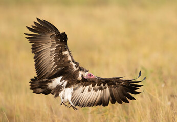 Africa, Tanzania Serengeti National Park , Lappet-faced Vulture in flight.