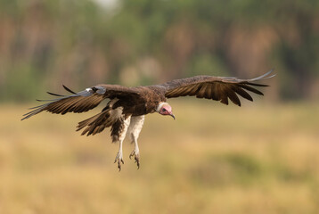 Africa, Tanzania Serengeti National Park , Lappet-faced Vulture in flight.