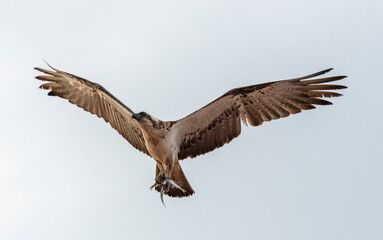 Onslow Western Australia,an osprey holding fish.