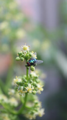 fly on  flower