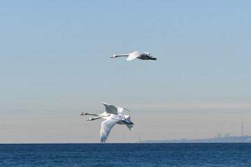 Fototapeta na wymiar Mute Swans in flight over Lake Ontario