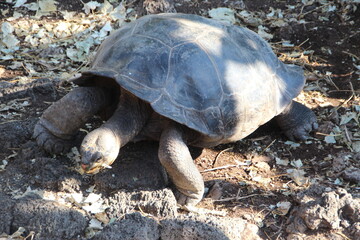 Giant tortoise on the Galapagos Islands.