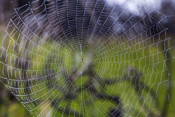 Dew covered spider web and spider