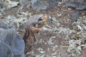 Giant tortoise on the Galapagos Islands.