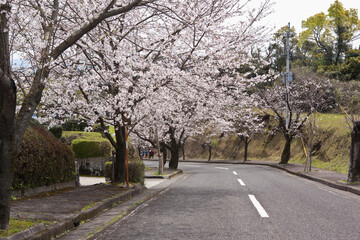 国分城山公園の桜並木	