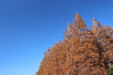 秋 紅葉 銀杏 イチョウ 葉っぱ かわいい Wall Mural Wallpaper Murals Mireia 秋 紅葉 銀杏 イチョウ 葉っぱ かわいい Wall Mural Wallpaper Murals Mireia