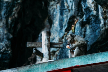 洞窟の盗人の猿