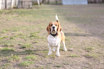 beagle dog standing on the grass