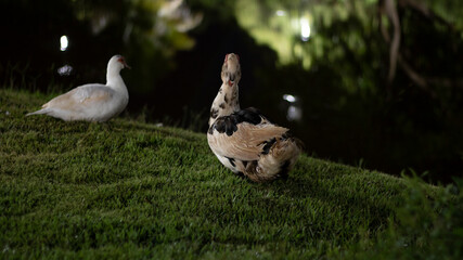BRAZIL, PARANAIBA;  NIGHT NATURE, 2021