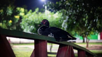 BRAZIL, PARANAIBA;  NIGHT NATURE, 2021