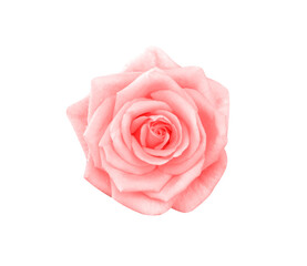 Rose blossom pink petal with water dropds top view isolated on white background , clipping path