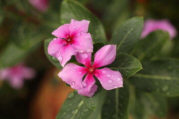 pétalos 
lluvia 
wallpapper
naturaleza