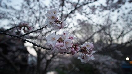 八幡堀の桜
