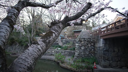 八幡堀の桜
