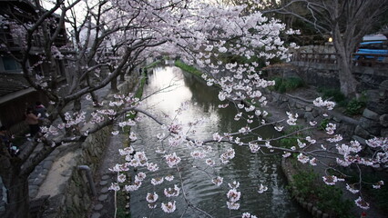 八幡堀の桜
