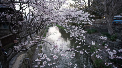 八幡堀の桜
