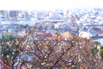 ２月初旬、神戸市東灘区岡本梅林公園より神戸市街をのぞむ。梅の花は咲き始め。