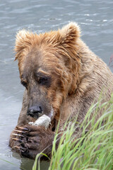 Brown Bear eating clay in river