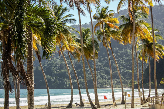 A row of palm trees line sandy Maracas beach in Trinidad and Tobago, December.