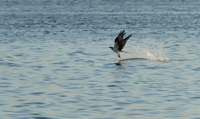 Águila pescadora capturando comida en el río de Tuxpan, Veracruz, México
