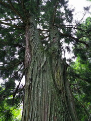 Fototapeta premium 広島熊野神社、爬虫類に見える木。