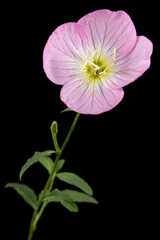 Pink flower of Oenothera, isolated on black background