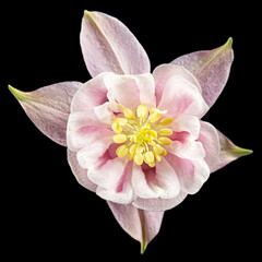 Rosy flower of aquilegia, blossom of catchment closeup, isolated on black background