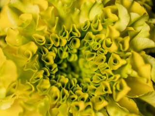 Close up of a marigold flower