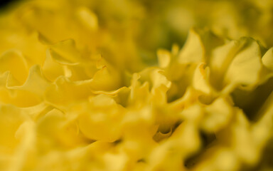 Close up of a marigold flower