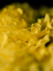 Close up of a marigold flower