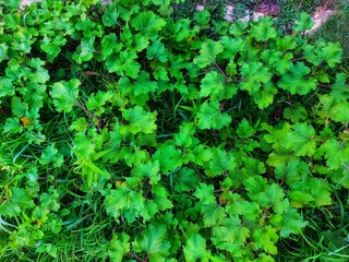 green leaves background