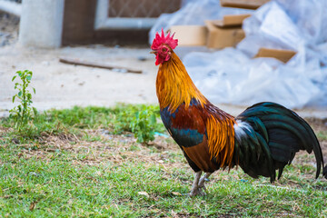 A Rooster on field.Beautiful chicken in the nature garden of Thailand
