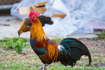 A Rooster on field.Beautiful chicken in the nature garden of Thailand