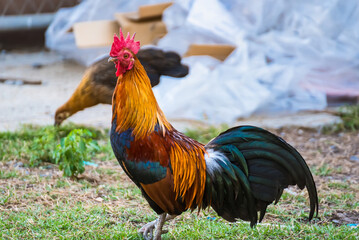A Rooster on field.Beautiful chicken in the nature garden of Thailand