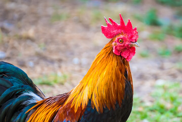 A Rooster on field.Beautiful chicken in the nature garden of Thailand